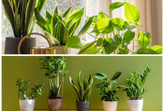 Minim Cahaya? Ini 5 Tanaman Pembersih Udara yang Tetap Subur di Kamar Mandi