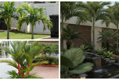 7 Jenis Palem Mini yang Cocok untuk Halaman Rumah, Hadirkan Nuansa Tropis yang Sejuk Tanpa Perawatan Ribet