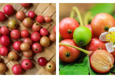 Buah Kersen untuk Asam Urat: Manfaat dan Cara Mengolahnya