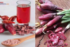 Dijuluki Tanaman Ajaib, Apa Saja Khasiat Bawang Dayak untuk Kesehatan Tubuh Luar Biasa?