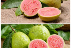 Rahasia Khasiat Jambu Biji: Buah Sederhana dengan Manfaat Luar Biasa untuk Tubuh!