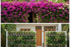 Sentuhan Hijau di Depan Rumah: Ide Teras Natural dengan Pagar Tanaman Hidup 2026