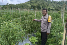 Perkuat Ketahanan Pangan, Bhabinkamtibmas Polsek Dempo Utara Pantau Budidaya Sayuran 
