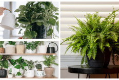 Dekorasi Interior Rumah: 7 Tanaman Penyaring Udara untuk Suasana Adem dan Cantik