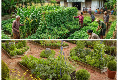 Kebun Tetap Aman! Inspirasi Pagar Sayur Murah dan Praktis Anti Hama