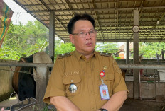 Kejar Swasembada Daging, DKPP Sumsel Siapkan Lima Sentra Peternakan