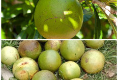 Jarang Tersorot! Buah Berenuk Ini Ternyata Kaya Manfaat untuk Kesehatan