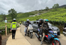 Pesona Keindahan Pagar Alam, Wisatawan Padati Kawasan Kebun Teh Gunung Dempo Saat Libur Nataru