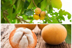 Buah Kecapi: Si Asam Manis Kaya Nutrisi dengan Segudang Khasiat Alami