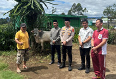 Serahkan Sapi Qurban kepada PCNU,  Kapolres : Momentum Perkuat Sinergi Polri - Elemen Masyarakat