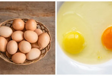 Ini Perbedaan Telur Omega-3 dan Telur Biasa