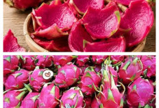 Mengenal Berbagai Manfaat Kulit Buah Naga yang Belum Banyak Orang Tahu