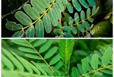 Daun Turi, Rahasia Herbal Alami untuk Menjaga Kesehatan Tubuh!