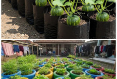 ide kebun zucchini di plybag yang menyulap area rumah jadi sejuk dan asri