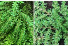 Ketumpangan, Pilea Microphylla: Gulma yang Bermanfaat untuk Kesehatan Tubuh