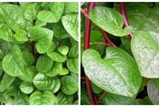 8 Manfaat Daun Binahong untuk Kesehatan 