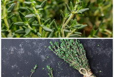Daun Thyme dan Segudang Khasiatnya: Herbal Alami untuk Menjaga Kesehatan Tubuh