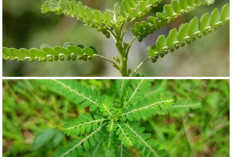 Rahasia Herbal Alami! 5 Khasiat Daun Meniran untuk Menjaga Kesehatan Tubuh