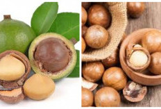 Manfaat Kacang Macadamia, Ideal untuk Camilan Sehat