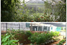 Inspirasi Greenhouse Sederhana untuk Rumah Kecil, Hemat Tempat tapi Tetap Subur