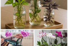 Tak Perlu Tanah! 7 Tanaman Hias Hidroponik Indoor di Botol & Vas yang Cantik dan Mudah Dirawat!