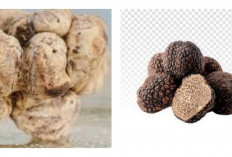 Truffle, Jamur Berkhasiat Pilihan Rasulullah yang Bernilai Jutaan