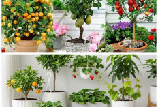 7 Tanaman Buah yang Cocok di Pot Besar: Estetik, Hemat Lahan, dan Tips Rahasia Cepat Berbuah