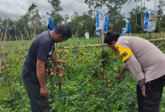 Polres Pagar Alam Monitoring Pekarangan Bergizi, Dukung Ketahanan Pangan Masyarakat