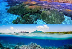 Surga Bawah Laut Manado! 6 Spot Diving Terbaik 2026 yang Kini Menjadi Pusat Perhatian Dunia!
