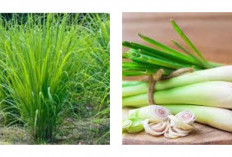 11 Kegunaan Sereh untuk Kesehatan