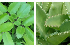 Manfaat Daun Cocor Bebek: Tanaman Sederhana dengan Segudang Khasiat