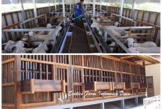 Lebih Higienis dan Fungsional! 11 Desain Kandang Kambing Modern untuk Produktivitas Optimal