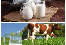 Khasiat Minum Susu Sapi untuk Menjaga Kesehatan Tubuh Sehari-hari!
