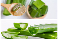 Inilah Rahasia Lidah Buaya: Solusi Alami untuk Kulit Cerah dan Tubuh Lebih Bugar!