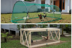Praktis dan Hemat Tempat! Begini Cara Membuat Kandang Ayam Portable yang Mudah Dipindahkan