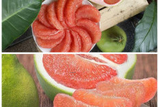 Rahasia Sehat Alami: Segudang Manfaat Jeruk Bali untuk Tubuh yang Jarang Diketahui!