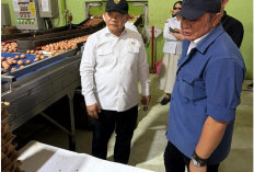 Pasokan Telur Sumsel Disiapkan untuk Dukung Program MBG