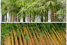 Sentuhan Alami di Rumah! Rekomendasi Bambu Hias Cantik untuk Taman dan Teras
