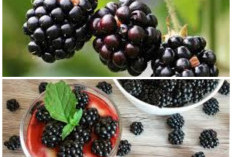 Manfaat Buah Blackberry untuk Kesehatan: Buah Kecil yang Kaya Nutrisi dan Antioksidan