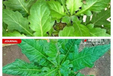 Mengenal Daun Dewa: Khasiat, Manfaat, dan Cara Konsumsi yang Tepat