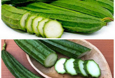 Rahasia Sehat dari Oyong: Sayur Sederhana dengan Manfaat Luar Biasa untuk Tubuh!