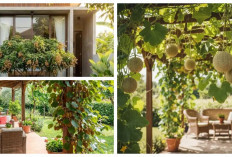 Teras Jadi Oase Sejuk! 5 Jenis Pohon Buah Merambat yang Bikin Rumah Cantik dan Bisa Dipanen Setiap Hari