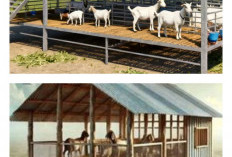 11 Inspirasi Kandang Kambing Panggung Minimalis yang Praktis, Murah Dibangun, dan Nyaman untuk Ternak_++