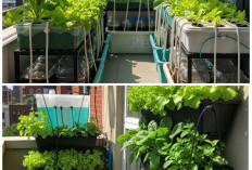 Solusi Cerdas Berkebun, 7 Kebun Sayur Teras yang Hemat Air dan Hemat Lahan