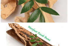 Tak Banyak yang Tahu! Manfaat Buah Pasak Bumi untuk Vitalitas dan Kebugaran