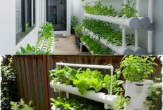 Berkebun di Ruang Terbatas, Hidroponik Jadi Cara Praktis Panen Sayur Sehat dari Rumah