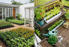 Inspirasi Kebun Sayur Mini di Halaman Rumah yang Cantik, Sehat & Estetik!