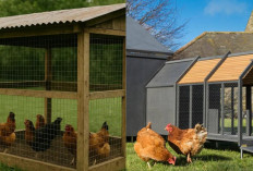 Anti Jorok! Ini Desain Kandang Ayam yang Bersih dan Enak Dipandang