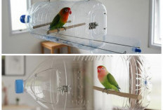 Kreatif & Murah! Ubah Botol Plastik Bekas Jadi Kandang Lovebird Nyaman dan Fungsional