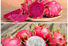 Rahasia Sehat di Balik Buah Naga, Manfaatnya Bikin Tubuh Lebih Bugar!